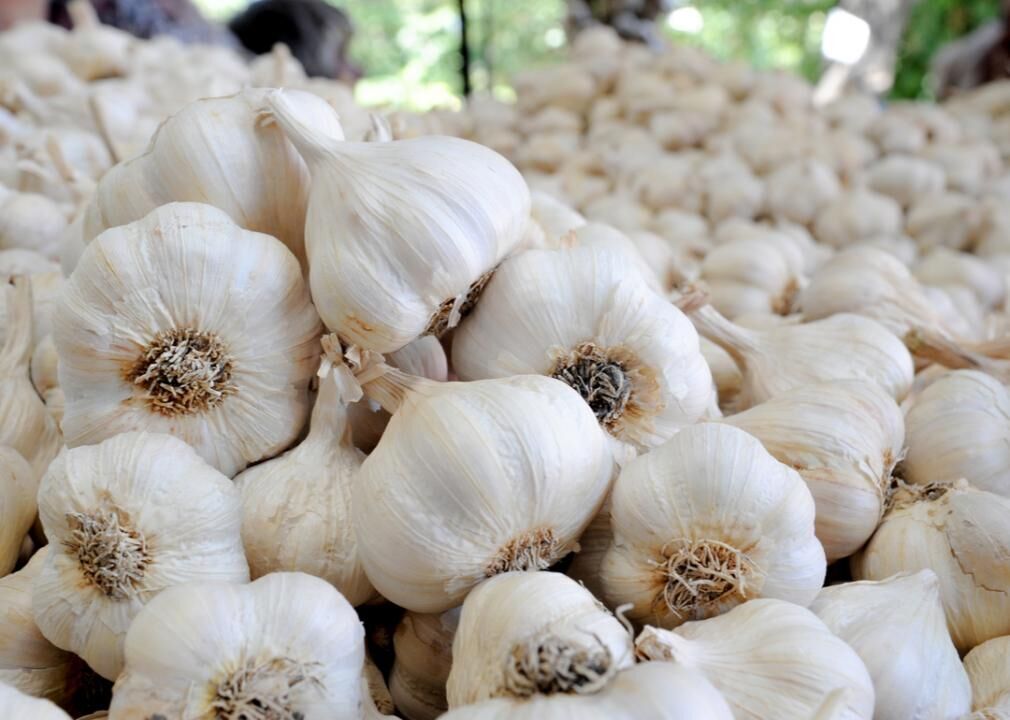 Garlic